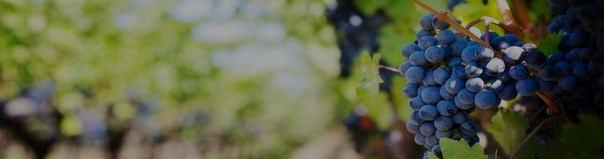 Cuvée Marcel Lapierre MMXXII Magnum